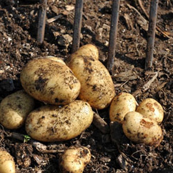 Homeguard 2kg First Early Potatoes